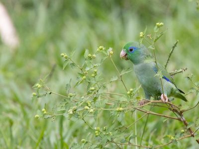 Spectacled Parrotlet / Gebrilde Muspapegaai / Forpus conspicillatus