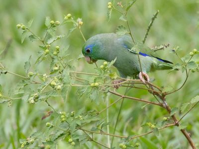Spectacled Parrotlet / Gebrilde Muspapegaai / Forpus conspicillatus