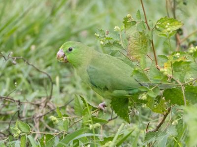 Spectacled Parrotlet / Gebrilde Muspapegaai / Forpus conspicillatus