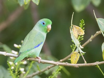 Spectacled Parrotlet / Gebrilde Muspapegaai / Forpus conspicillatus