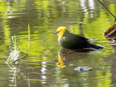Yellow-hooded Blackbird / Geelkoptroepiaal / Chrysomus icterocephalus
