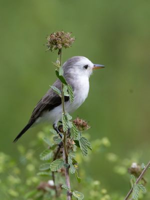 White-headed Marsh Tyrant / Witkopwatertiran / Arundinicola leucocephala