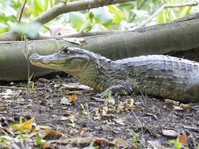 Spectacled Caiman / Brilkaaiman / Caiman crocodilus