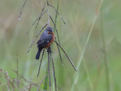 Ruddy-breasted seedeater / Dwergdikbekje / Sporophila minuta