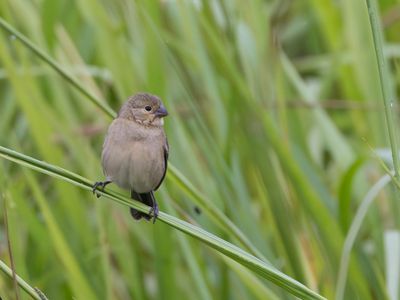 Ruddy-breasted seedeater / Dwergdikbekje / Sporophila minuta