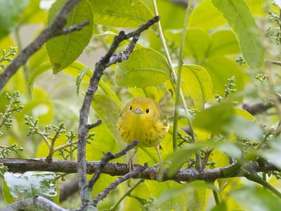 American Yellow Warbler / Gele Zanger / Setophaga aestiva