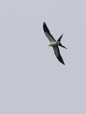 Swallow-tailed Kite / Zwaluwstaartwouw / Elanoides forficatus