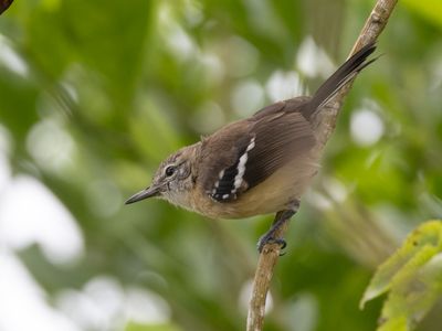 Northern White-fringed Antwren / Noordelijke Witbandmiersluiper / Formicivora intermedia