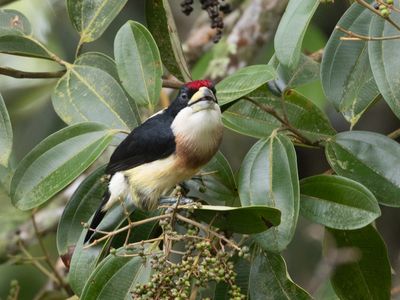 White-mantled Barbet / Witrugbaardvogel / Capito hypoleucus