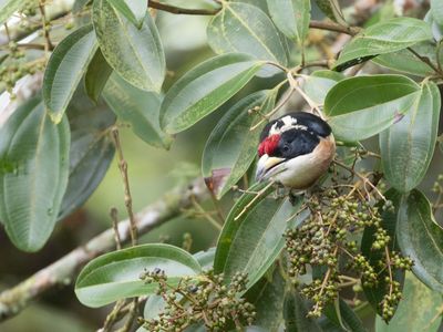 White-mantled Barbet / Witrugbaardvogel / Capito hypoleucus