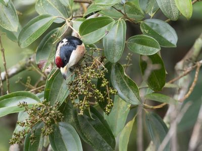 White-mantled Barbet / Witrugbaardvogel / Capito hypoleucus