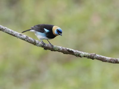 Golden-hooded Tanager / Purpermaskertangare / Stilpnia larvata