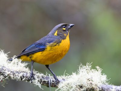 Lacrimose Mountain-Tanager / Druppelbergtangare / Anisognathus lacrymosus