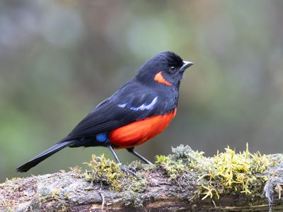 Scarlet-bellied Mountain-Tanager / Roodoorbergtangare / Anisognathus igniventris