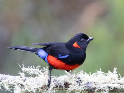 Scarlet-bellied Mountain-Tanager / Roodoorbergtangare / Anisognathus igniventris