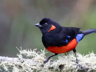 Scarlet-bellied Mountain-Tanager / Roodoorbergtangare / Anisognathus igniventris