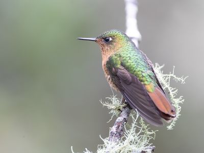 Tyrian Metaltail / Smaragdglansstaartkolibrie / Metallura tyrianthina