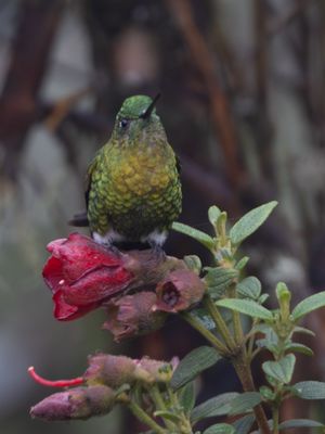 Golden-breasted Puffleg / Goudbuikpluimbroekje / Eriocnemis mosquera