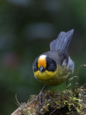 Pale-naped Brushfinch / Bleeknekstruikgors / Atlapetes pallidinucha