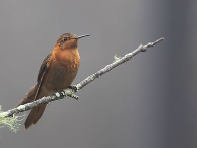 Shining Sunbeam / Koperglanskolibrie / Aglaeactis cupripennis