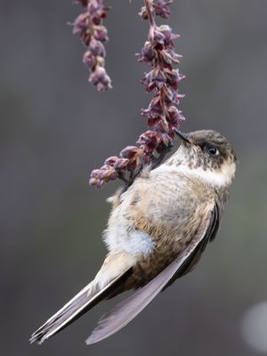 Buffy Helmetcrest / Purperbaardhelmkolibrie / Oxypogon stuebelii