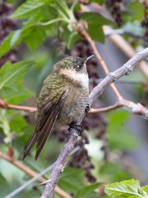 Buffy Helmetcrest / Purperbaardhelmkolibrie / Oxypogon stuebelii