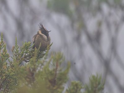 Buffy Helmetcrest / Purperbaardhelmkolibrie / Oxypogon stuebelii
