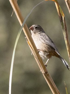 Plain-colored Seedeater / Bruingrijze Catamenia / Geospizopsis unicolor