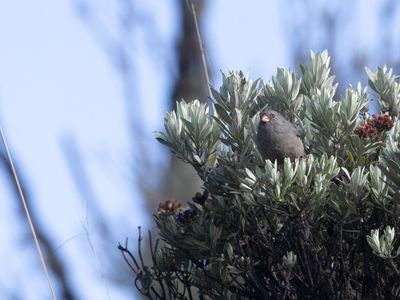 Plain-colored Seedeater / Bruingrijze Catamenia / Geospizopsis unicolor