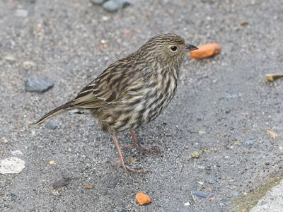 Plumbeous Sierra-finch / Loodkleurige Sierragors / Geospizopsis unicolor
