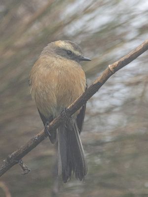 Brown-backed Chat-Tyrant / Bruinrugtapuittiran / Ochthoeca fumicolor