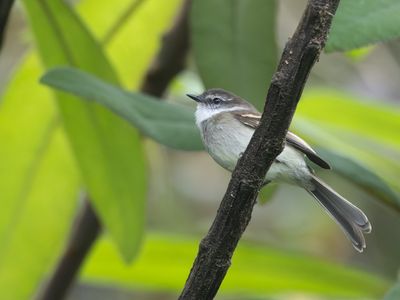 White-throated Tyrannulet / Witkeeltachuri /Mecocerculus leucophrys