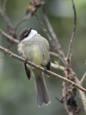 White-throated Tyrannulet / Witkeeltachuri /Mecocerculus leucophrys