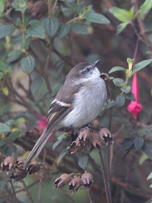 White-throated Tyrannulet / Witkeeltachuri /Mecocerculus leucophrys