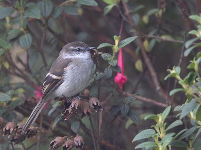 White-throated Tyrannulet / Witkeeltachuri /Mecocerculus leucophrys
