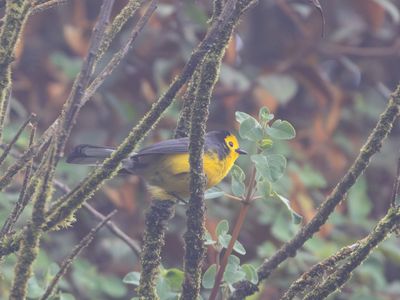 Golden-fronted Redstart / Zwartoorzanger / Myioborus ornatus