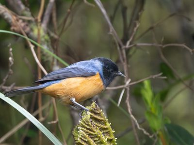 Blue-backed Conebill / Blauwrugspitssnavel / Conirostrum sitticolor