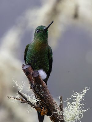 Golden-breasted Puffleg / Goudbuikpluimbroekje / Eriocnemis mosquera