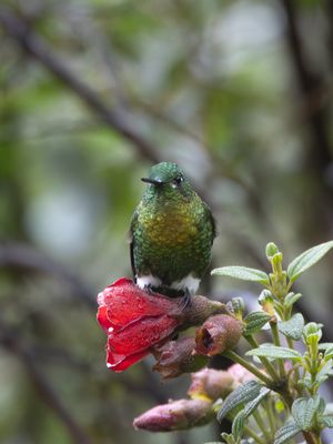 Golden-breasted Puffleg / Goudbuikpluimbroekje / Eriocnemis mosquera