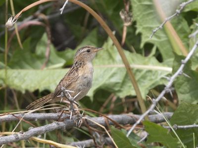 Grass wren / Graswinterkoning / Cistothorus platensis