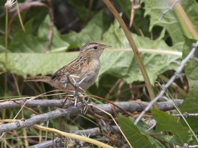 Grass wren / Graswinterkoning / Cistothorus platensis