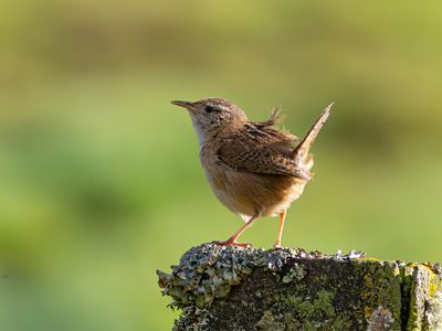Grass wren / Graswinterkoning / Cistothorus platensis