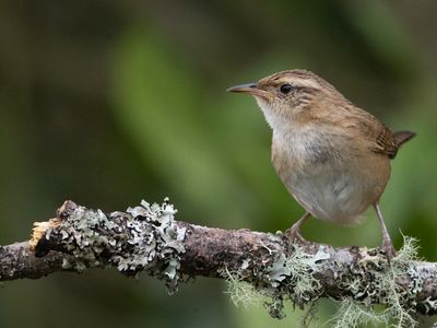 Grass wren / Graswinterkoning / Cistothorus platensis