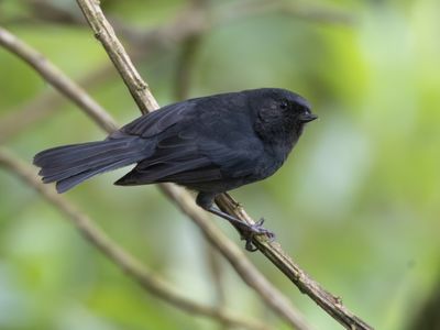 Black Flowerpiercer / Zwarte Berghoningkruiper / Diglossa humeralis