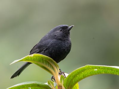 Black Flowerpiercer / Zwarte Berghoningkruiper / Diglossa humeralis