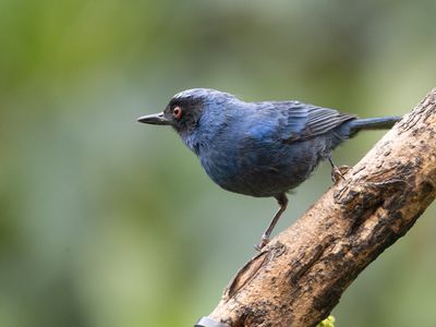 Masked Flowerpiercer / Maskerberghoningkruiper / Diglossa cyanea