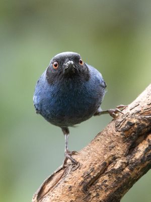 Masked Flowerpiercer / Maskerberghoningkruiper / Diglossa cyanea