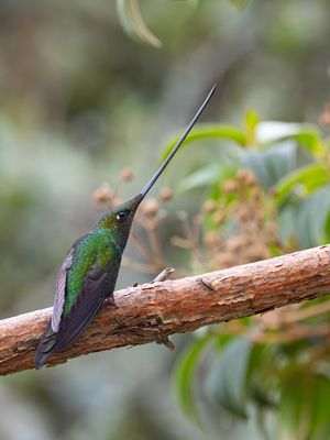 Sword-billed Hummingbird / Zwaardkolibrie / Ensifera ensifera