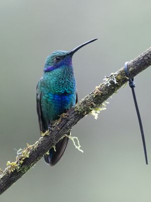 Sparkling Violetear / Goulds Violetoorkolibrie / Colibri coruscans