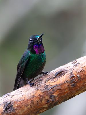 Tourmaline Sunangel / Toermalijnzonnekolibrie / Heliangelus exortis